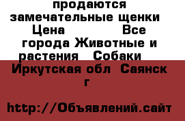 продаются замечательные щенки › Цена ­ 10 000 - Все города Животные и растения » Собаки   . Иркутская обл.,Саянск г.